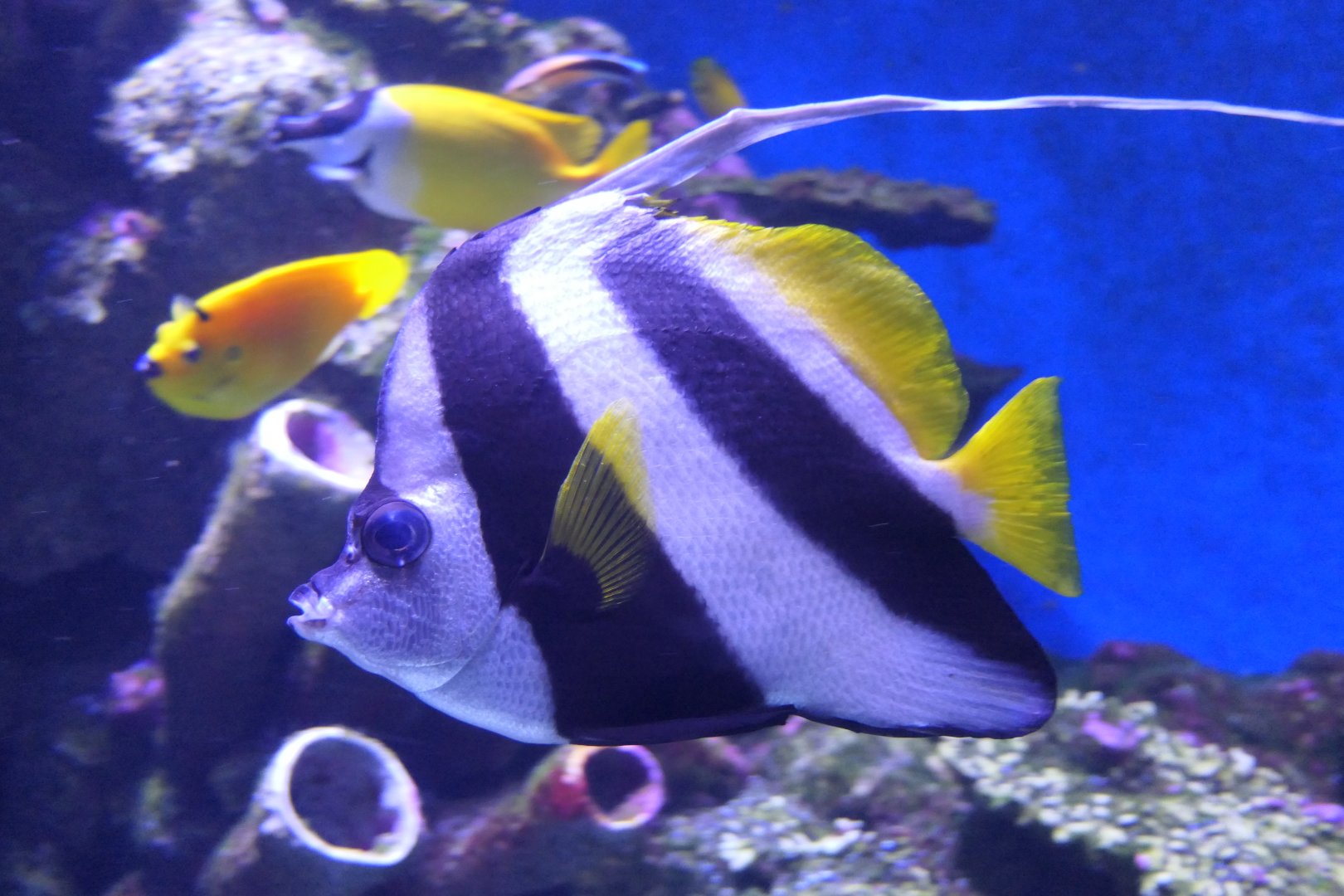 Longfin Bannerfish