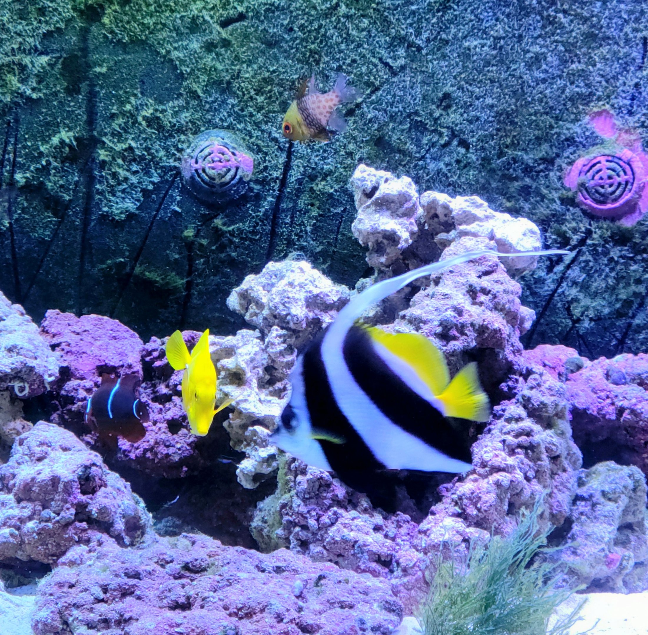 Longfin Bannerfish