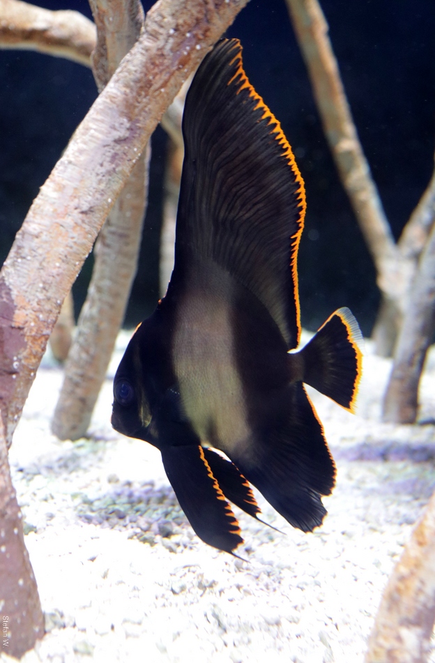 longfin batfish (Platax pinnatus), juvenile