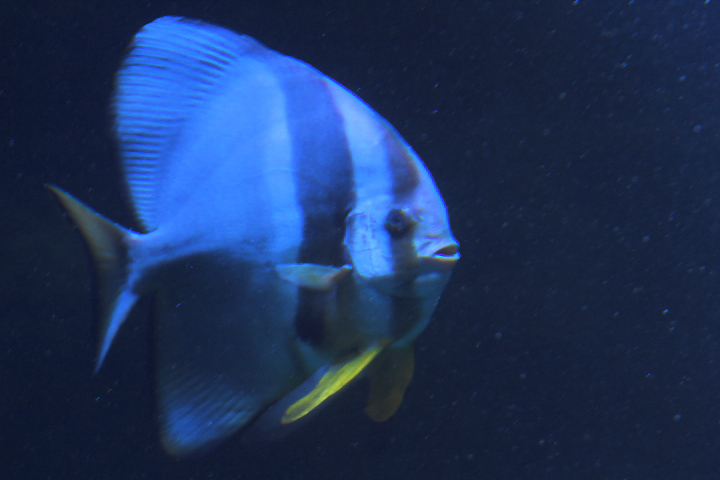 Longfin batfish (Platax teira) - BXSea