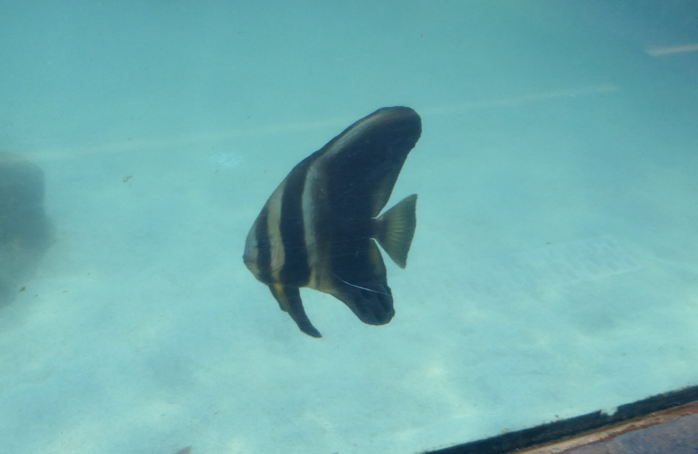 Longfin Batfish (Platax tiera)
