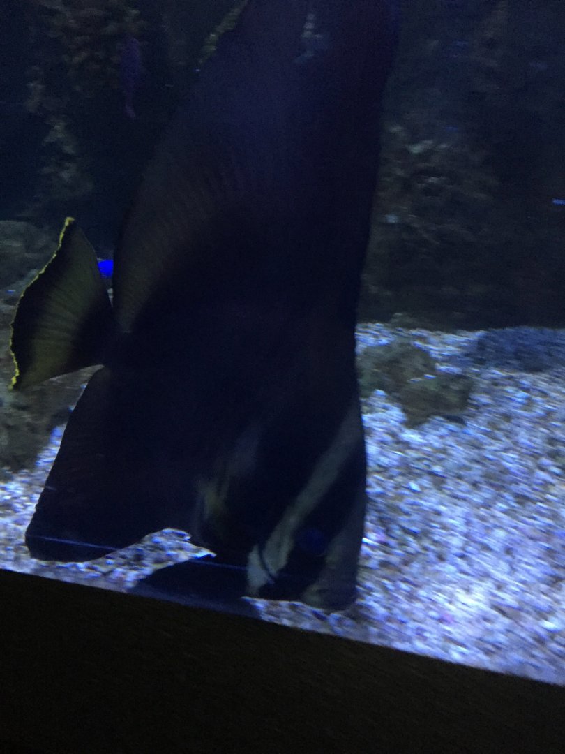 Longfin Batfish