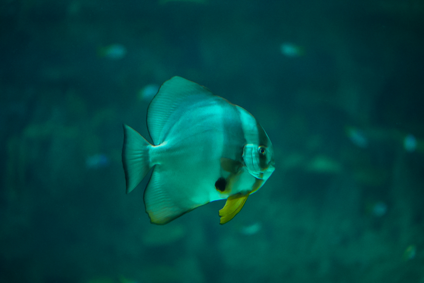 Longfin Batfish