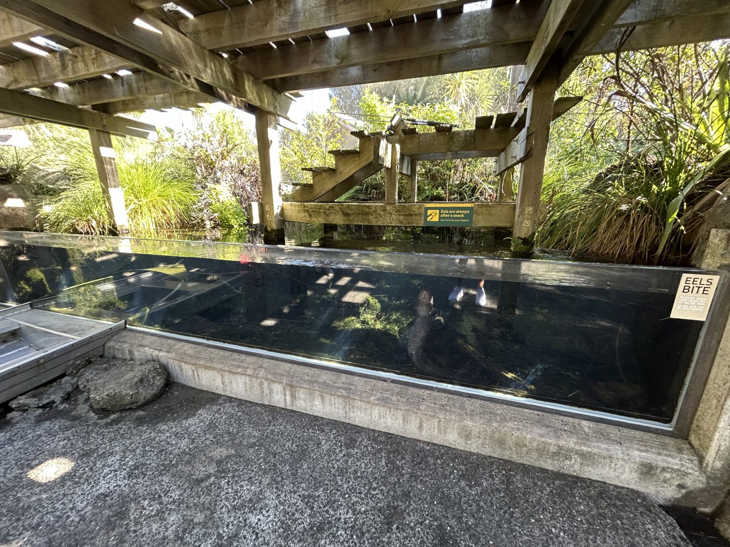Longfin Eel Exhibit - Te Wao Nui