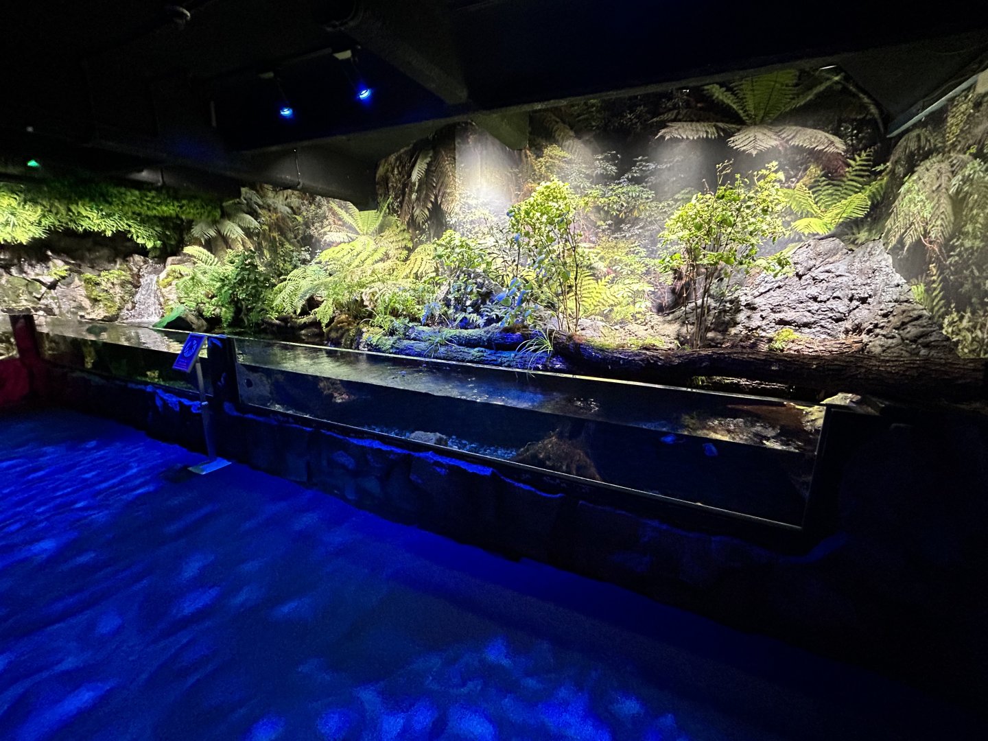 Longfin Eel Exhibit