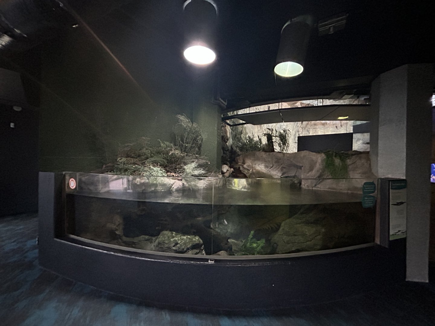 Longfin Eel Exhibit