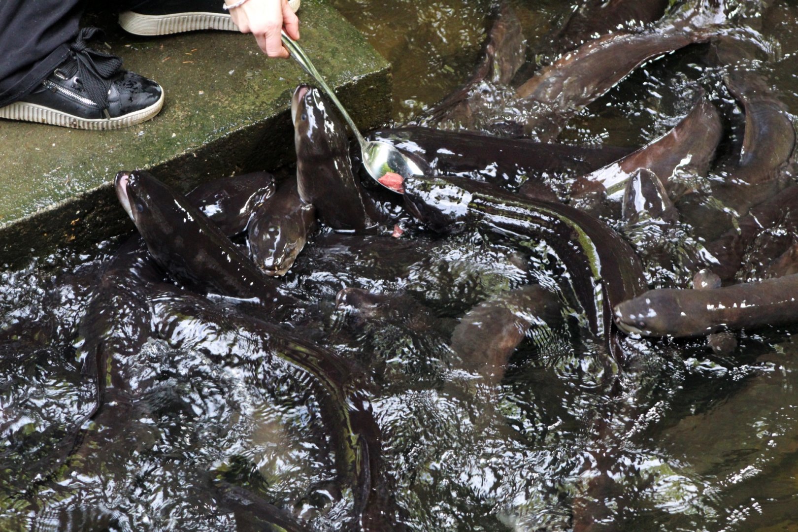 Longfin Eel Feeding