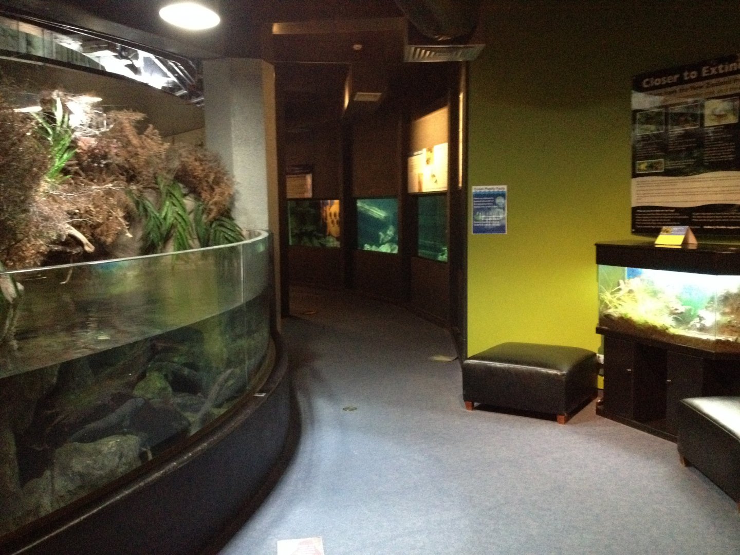 Longfin Eel tank & Southern Bell Frog exhibit