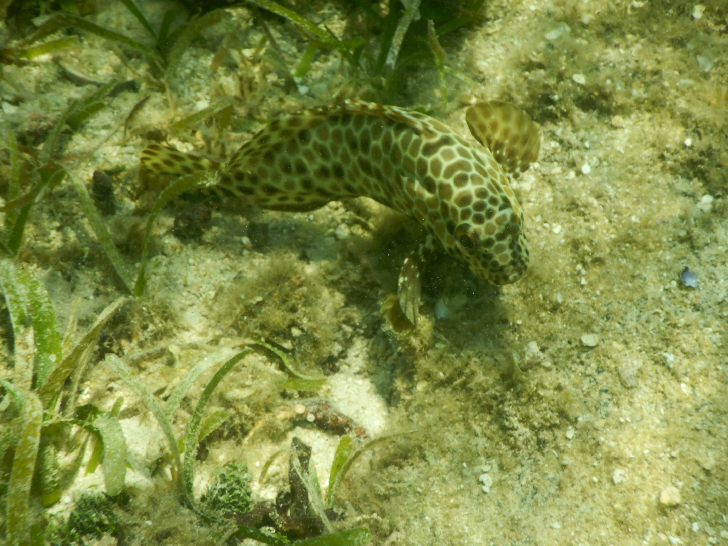 Longfin Grouper (Epinephelus quoyanus) - Green Island