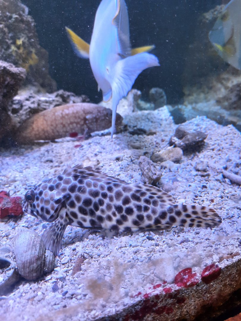 longfin grouper (epinephelus quoyanus)