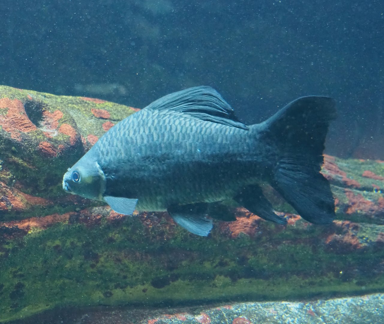 Longfin Labeo (Labeo longipinnis), 2024-02-17