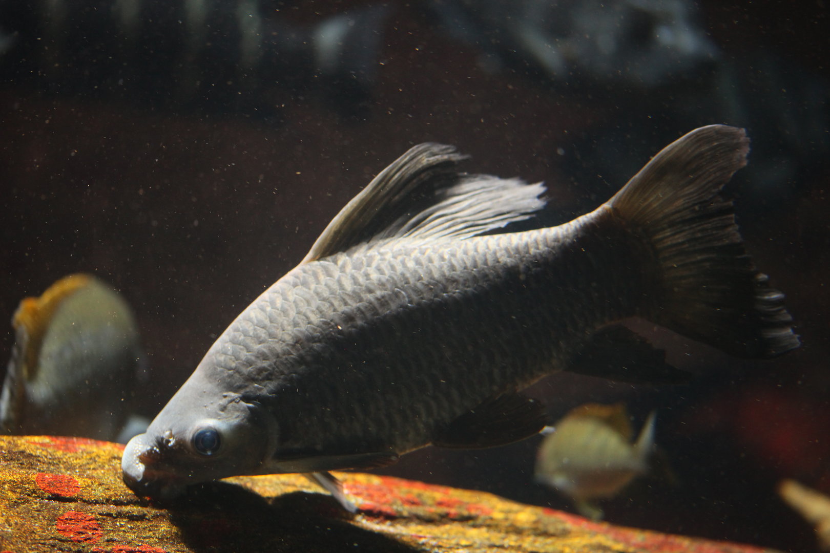 Longfin labeo (Labeo longipinnis)