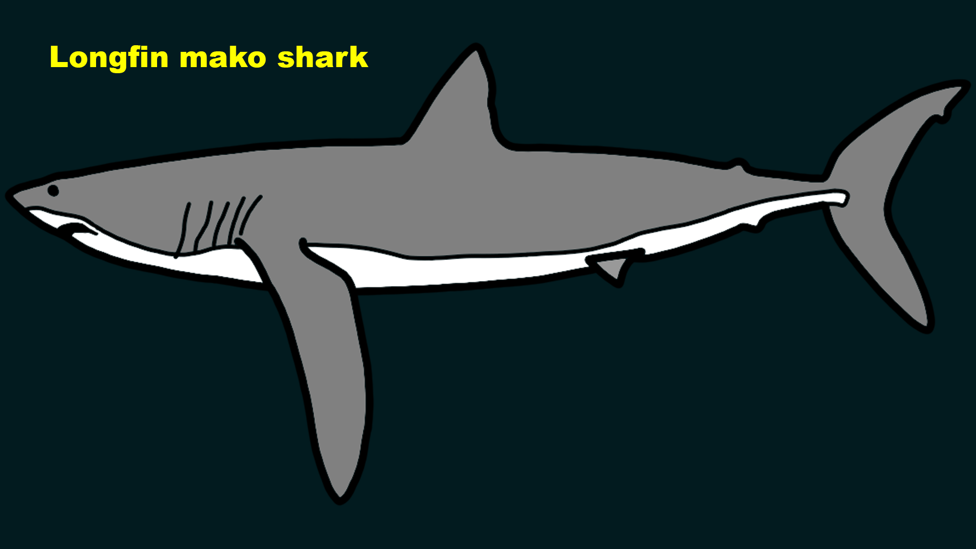 Longfin mako shark (Isurus paucus)