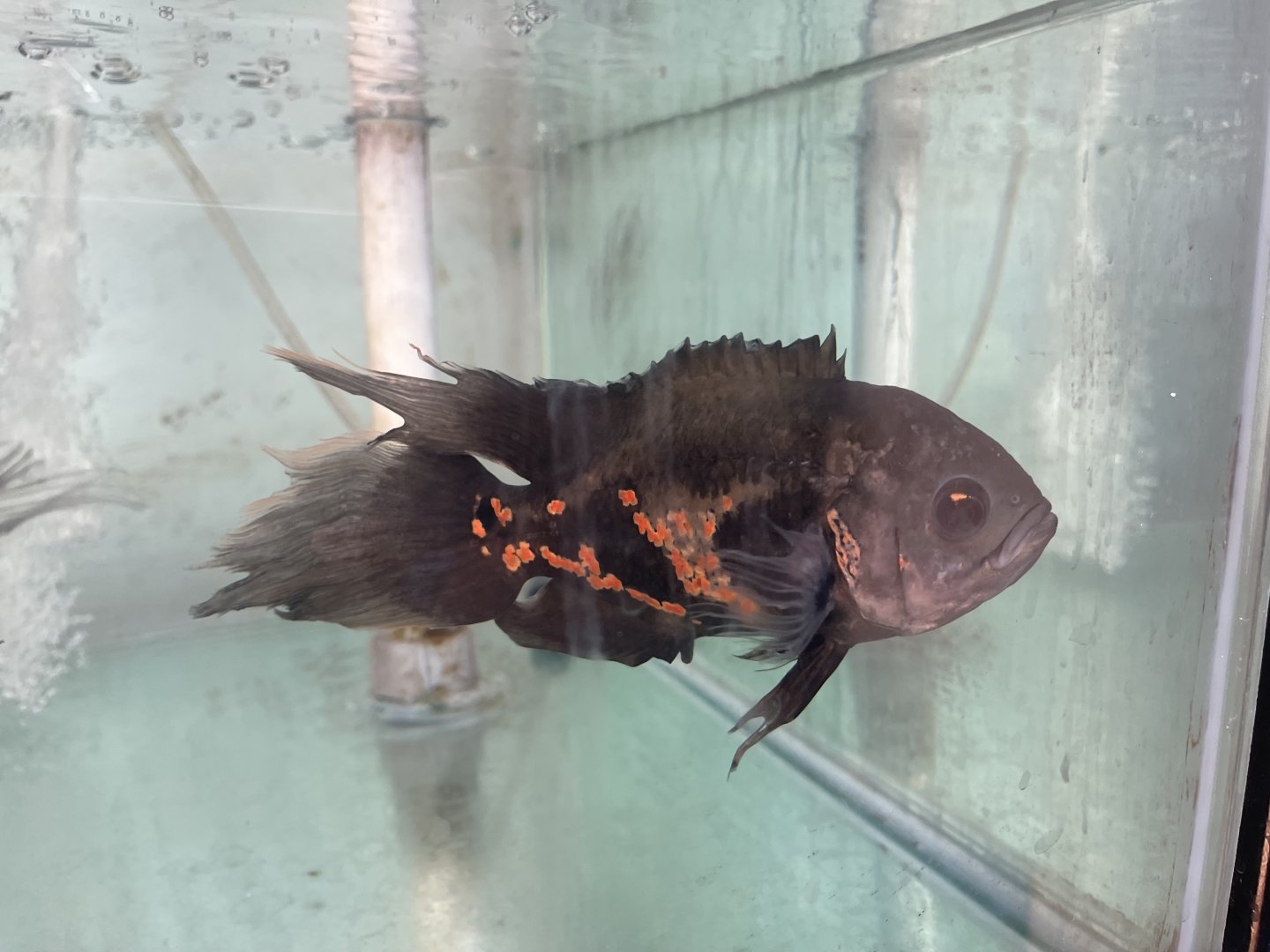 longfin oscar (astronotus ocellatus)