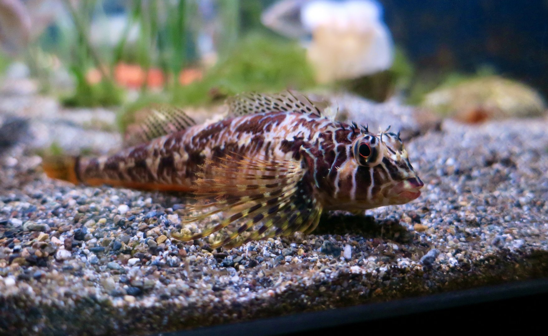 Longfin Sculpin (Jordania zonope)