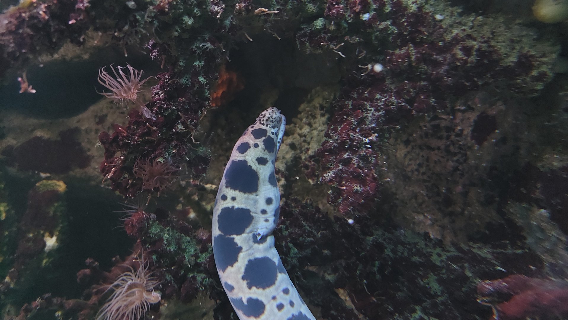 Longfin Spotted Snake Eel (Myrichthys aspetocherios)