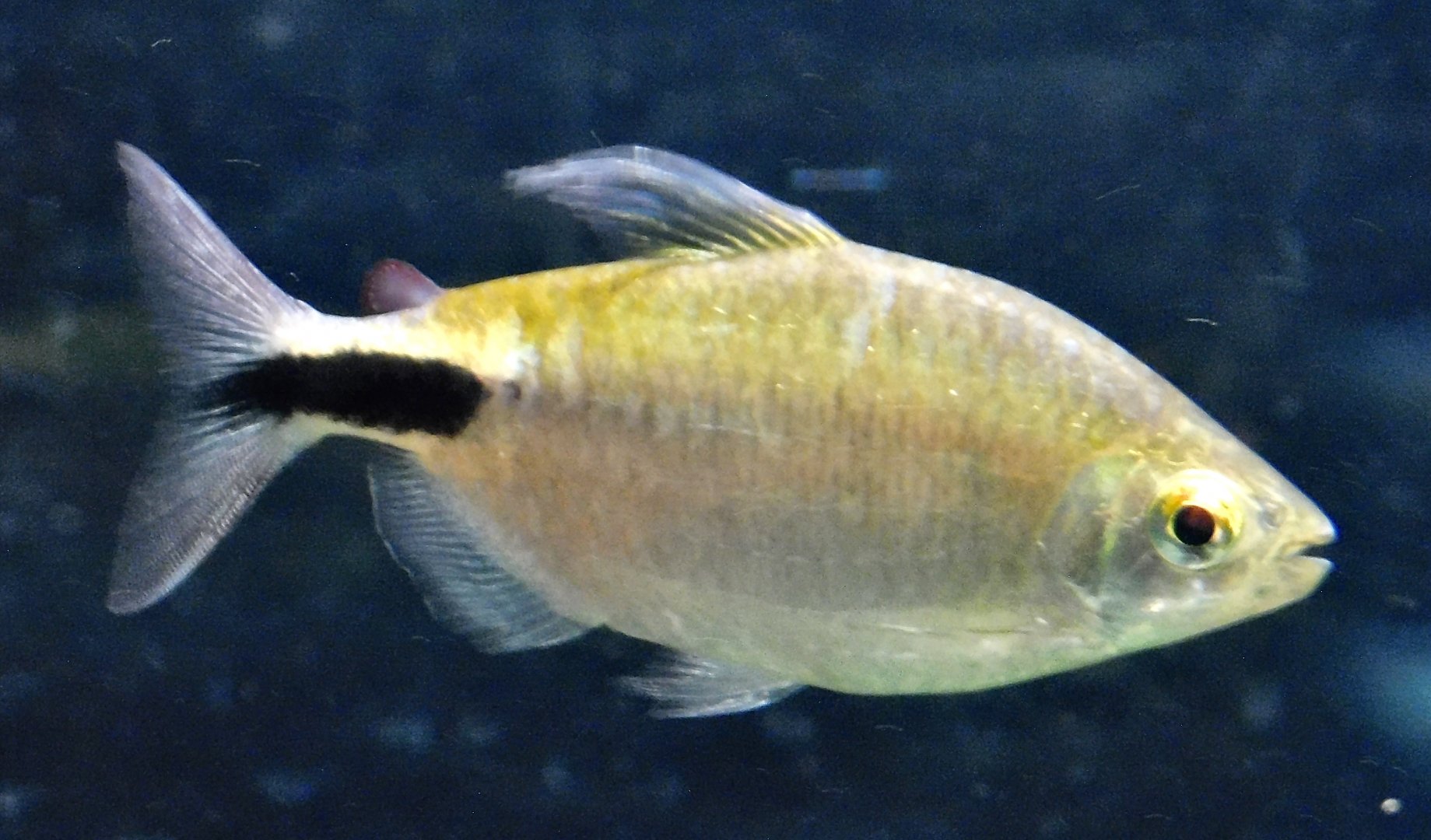 Longfin Tetra (Brycinus longipinnis) - Kawasui Kawasaki Aquarium October 21, 2025