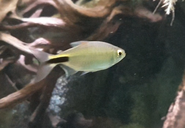Longfin tetra - Brycinus longpinnis