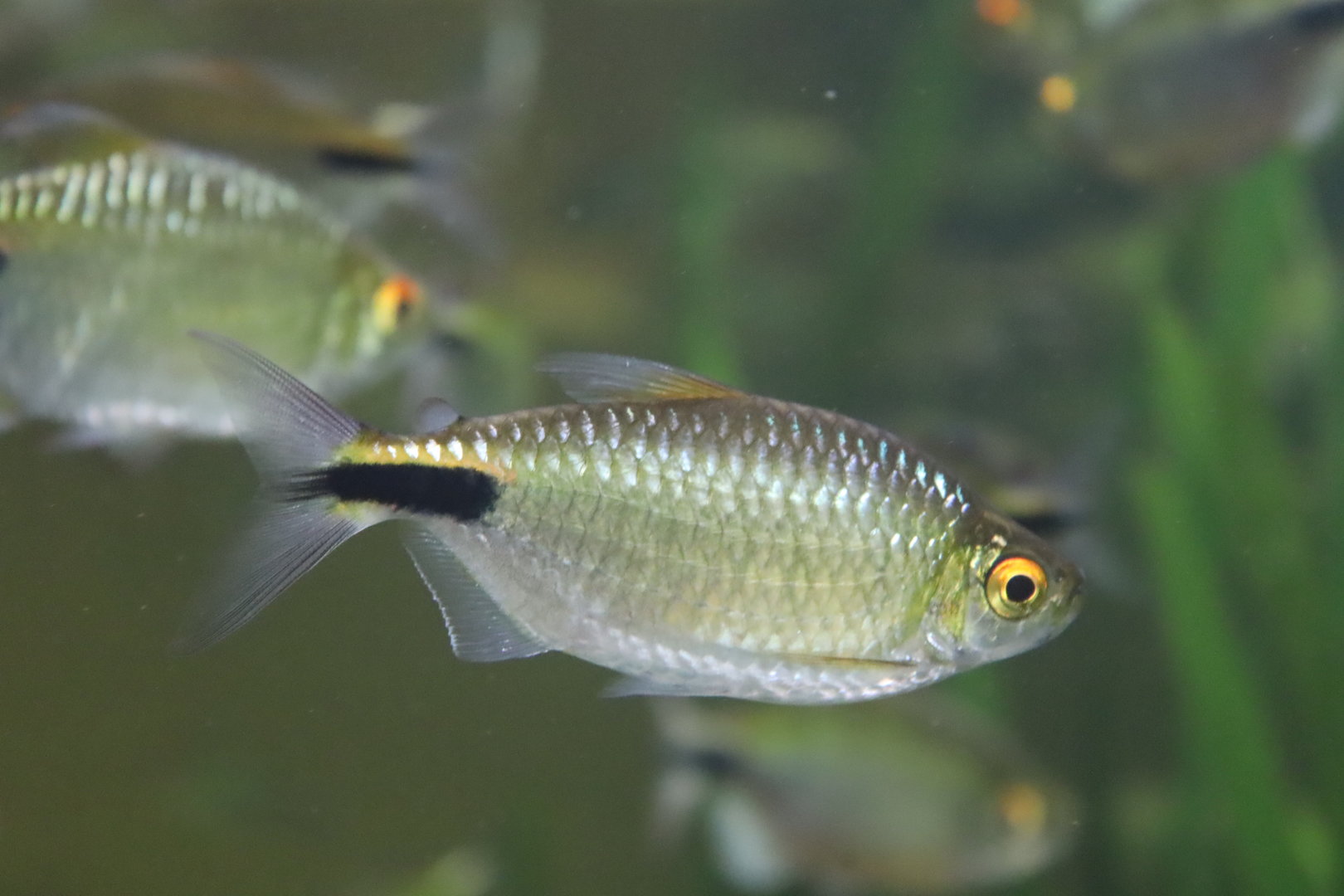 Longfin Tetra (Bryconalestes longipinnis)