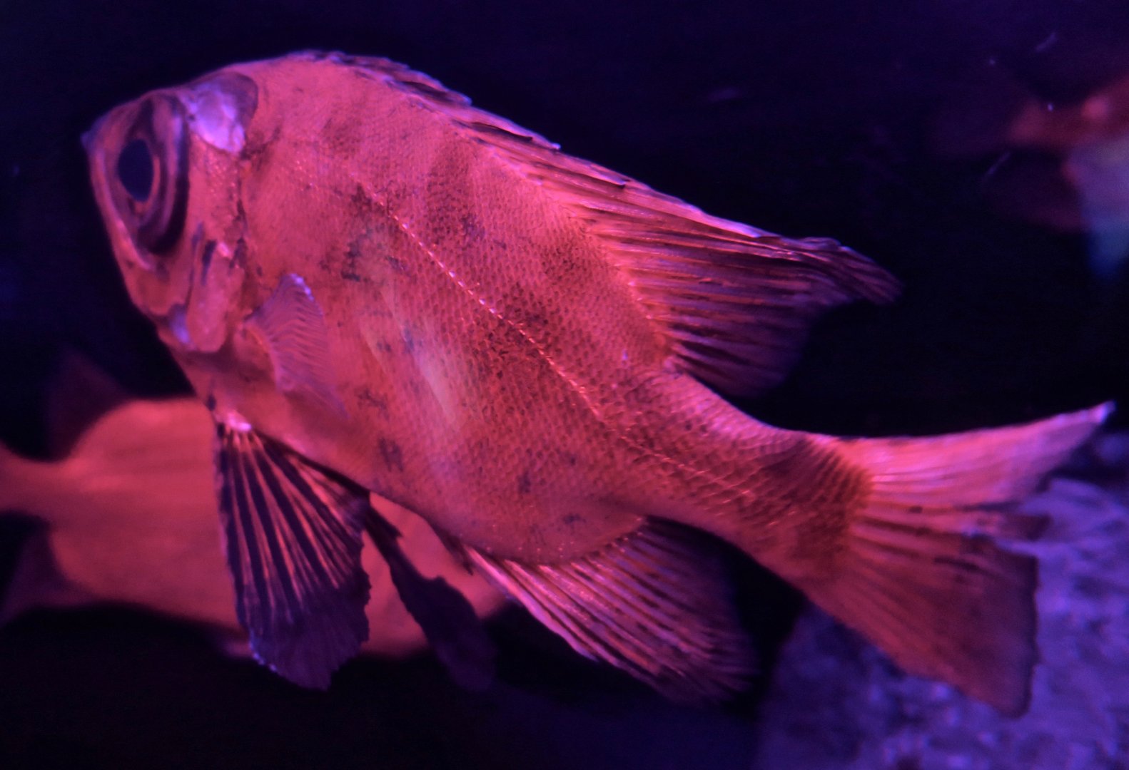 Longfinned Bullseye (Cookeolus japonicus)