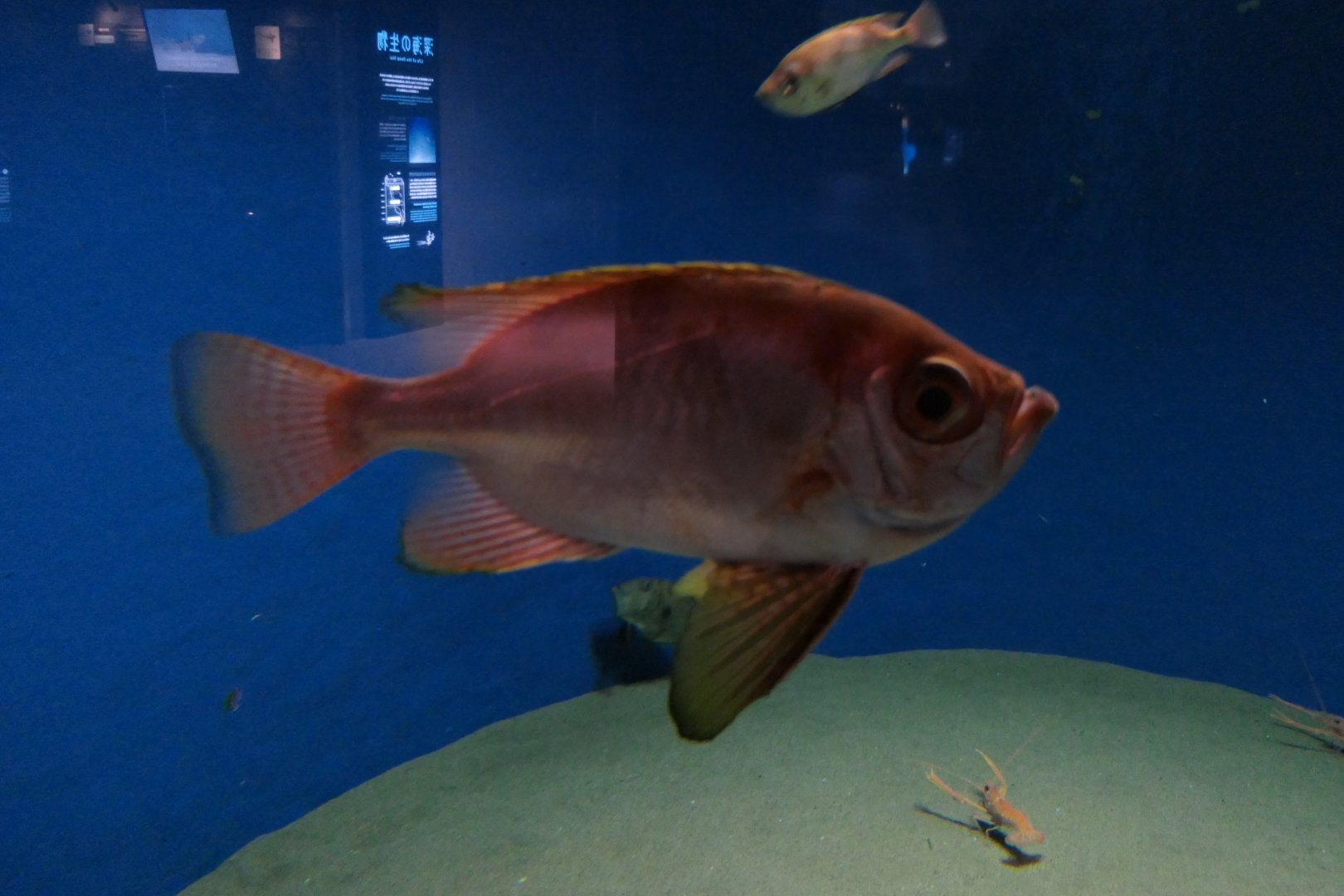 Longfinned Bullseye (Cookeolus japonicus)