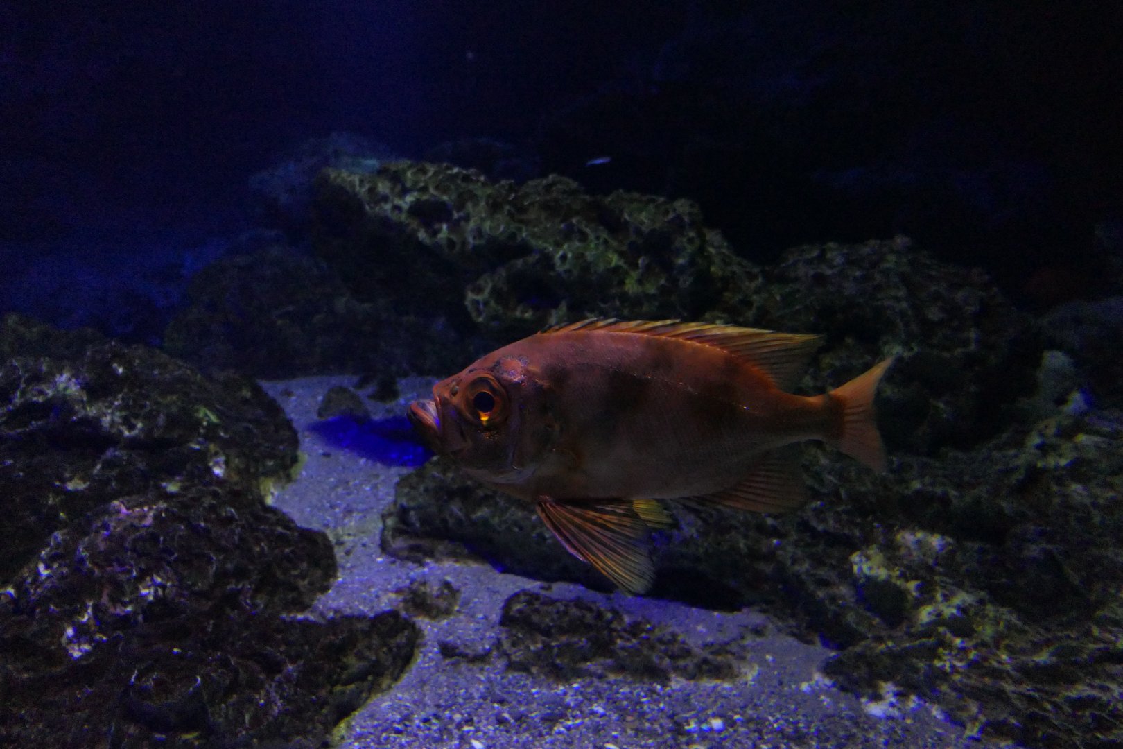 Longfinned Bullseye (Cookeolus japonicus)