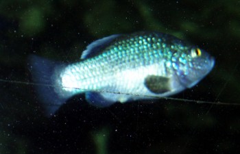 Longfinned Pupfish (Cyprinodon longidorsalis)