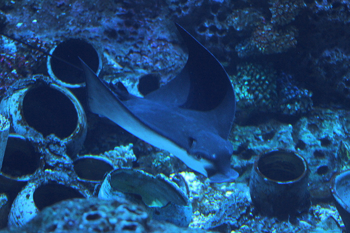 Longheaded eagle ray (Aetobatus flagellum) - BXSea