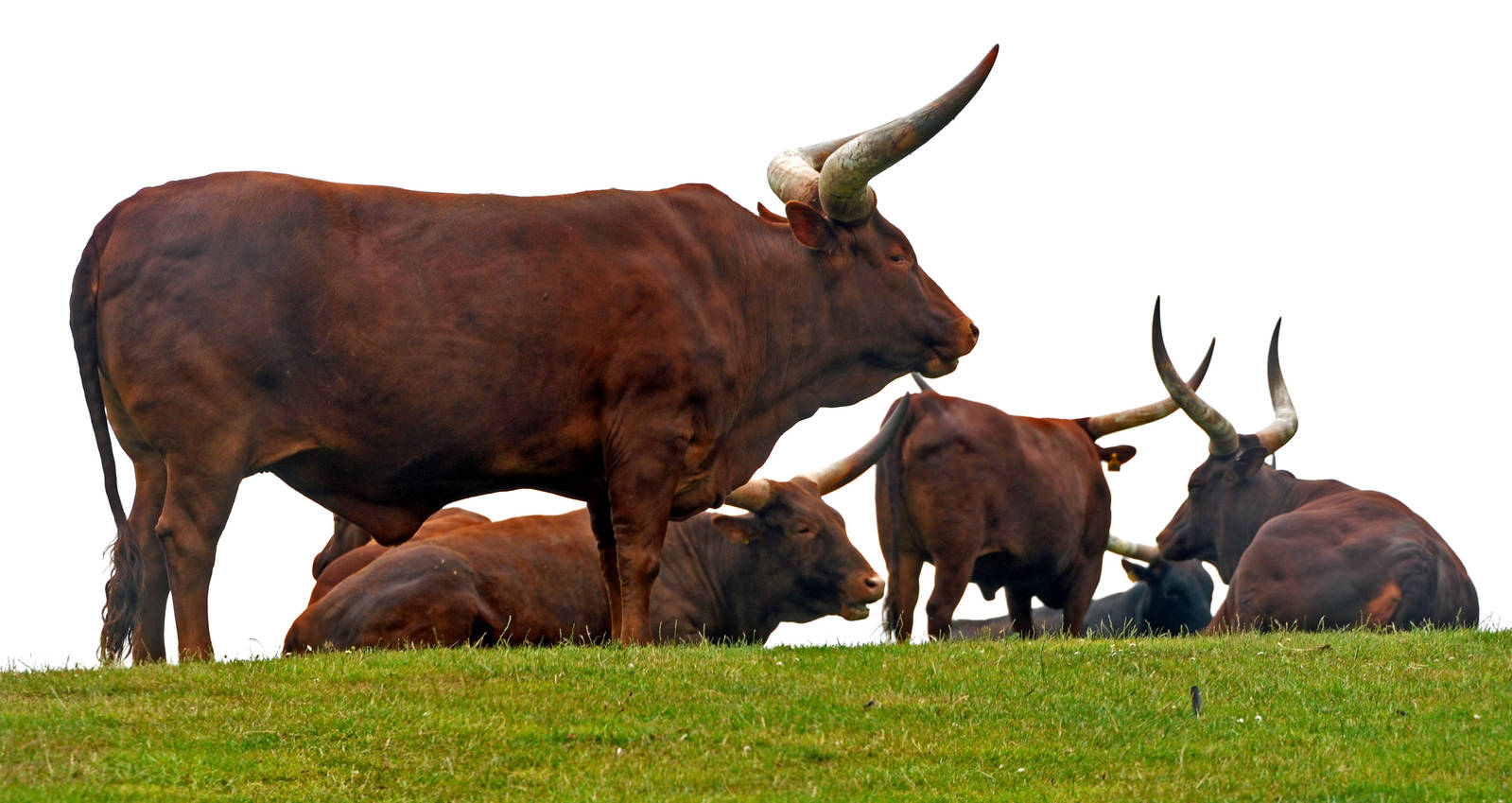 Longhor Ankole ?