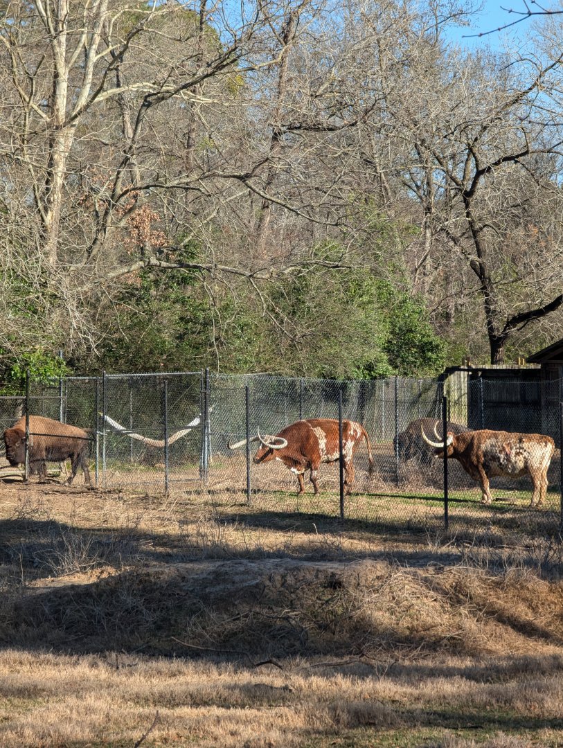 Longhorn and bison