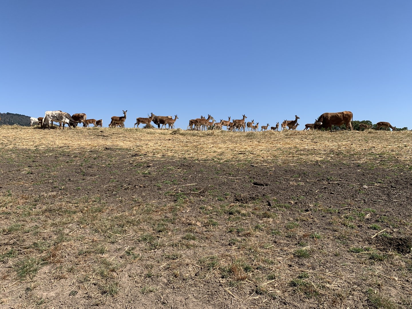 Longhorn and Red Deer Herd