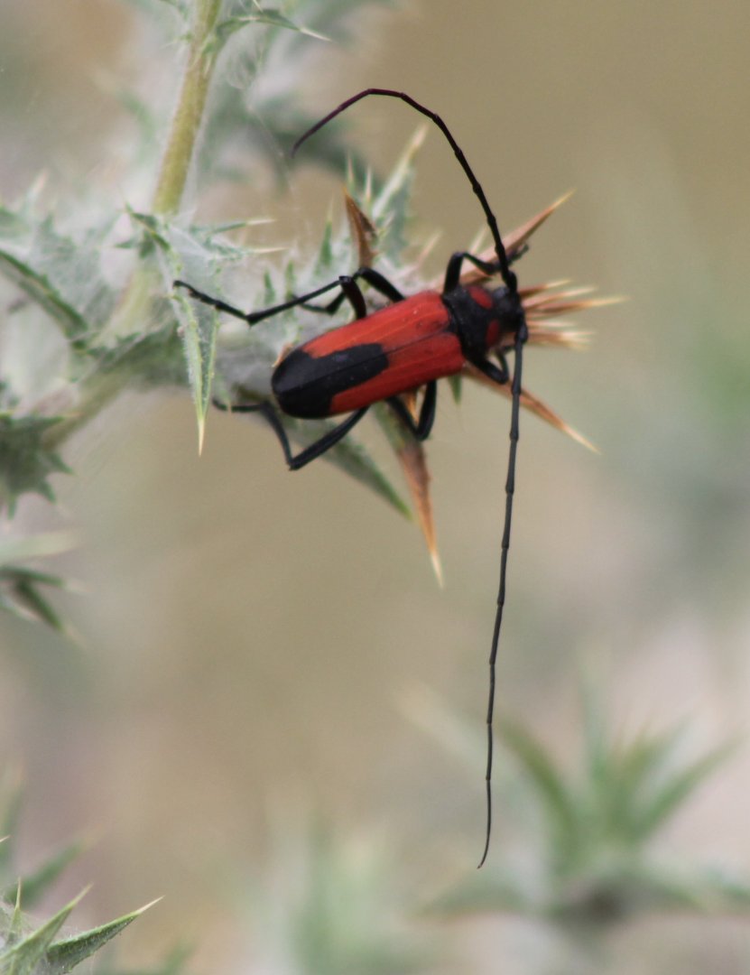 Longhorn beetle - Purpuricenus species ( prop. budensis )