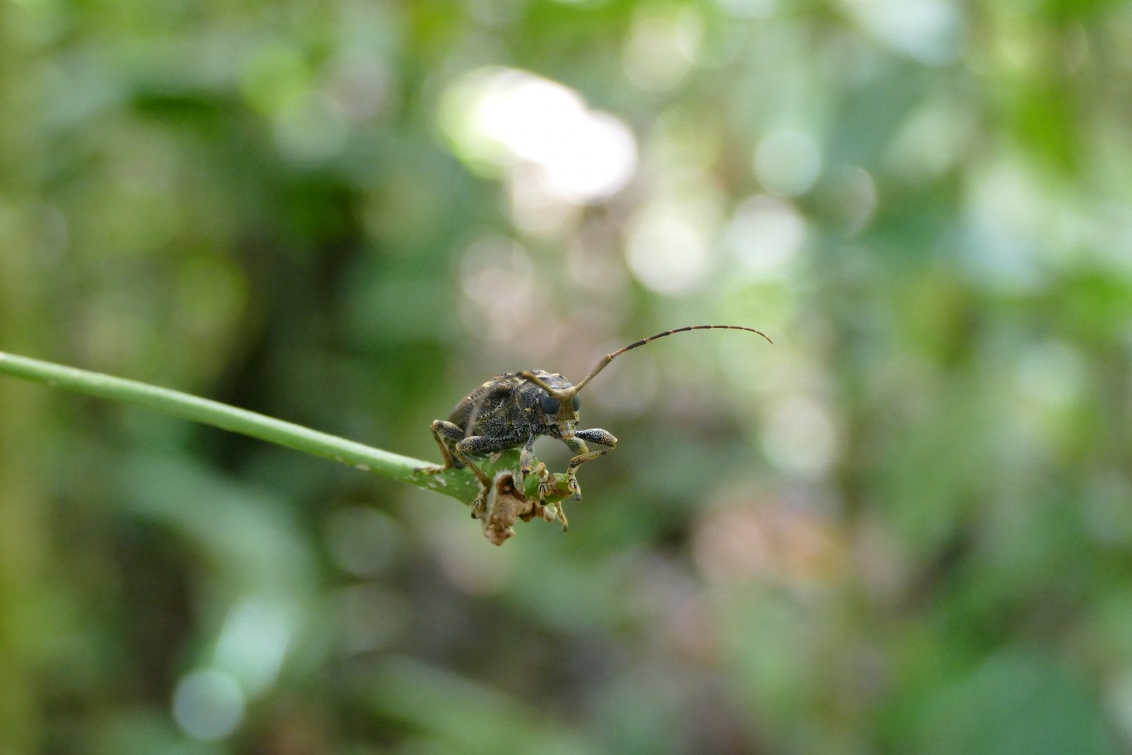 Longhorn Beetle