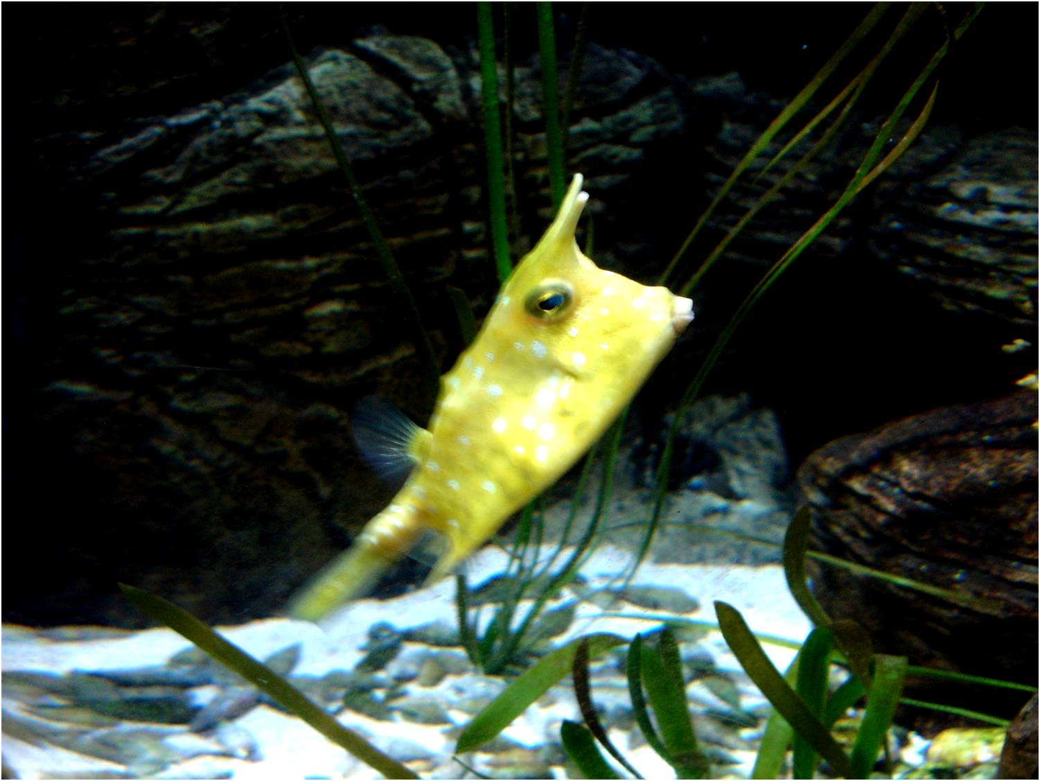 Longhorn Boxfish at Sea Life Porto, 21/04/11