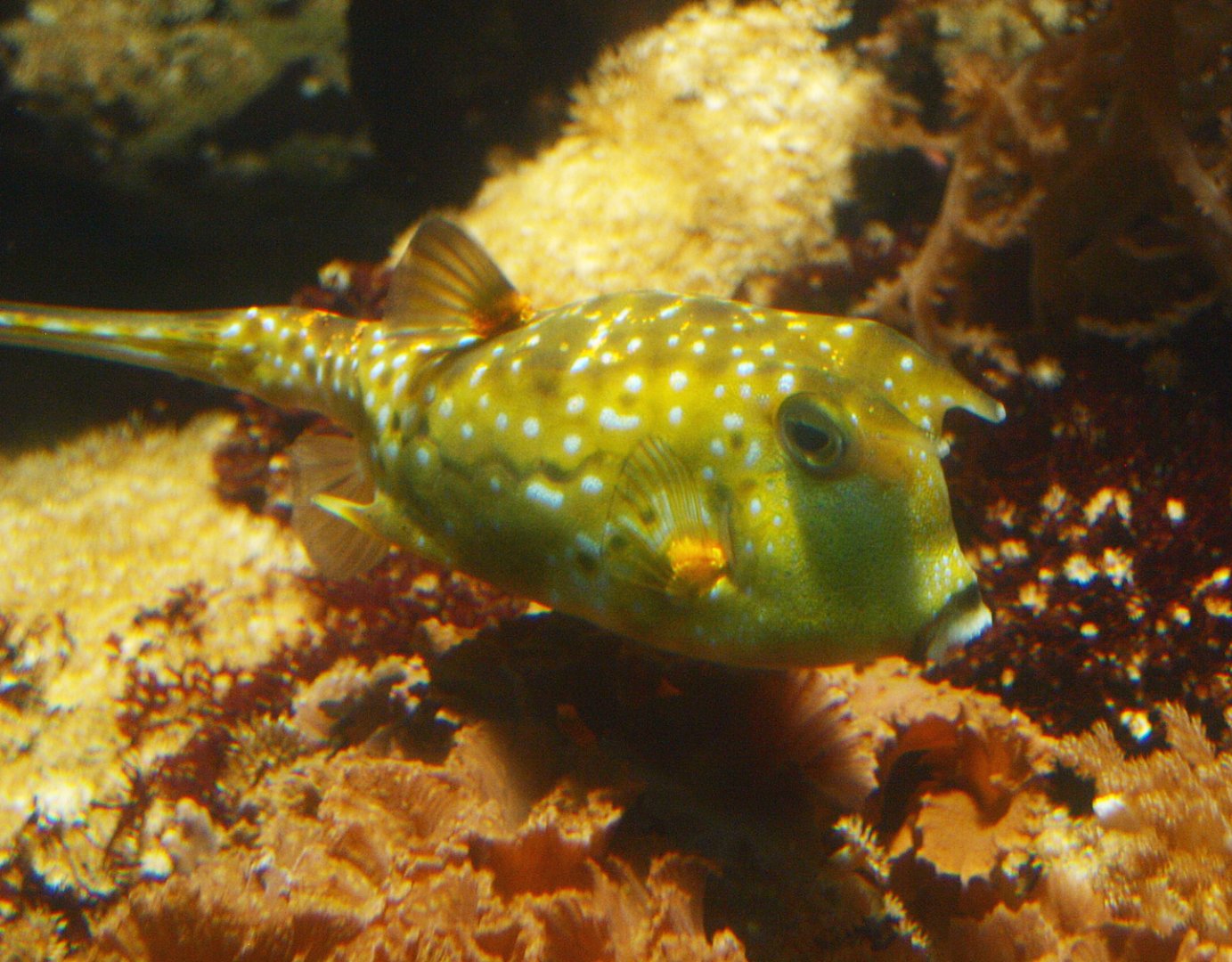 Longhorn boxfish (Lactoria cornuta), 2015-07-19