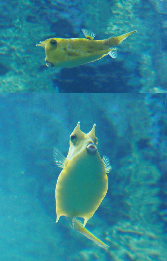 Longhorn boxfish (Lactoria cornuta), 2020-06-28