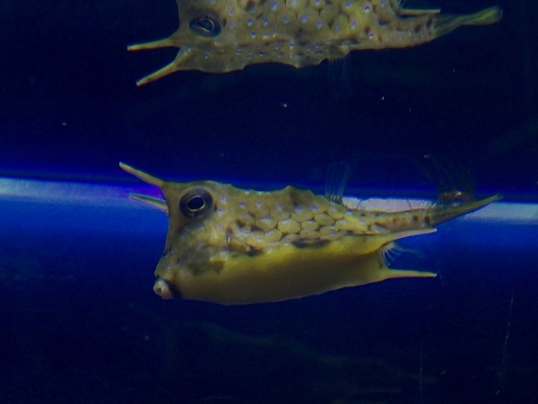 Longhorn boxfish (Lactoria cornuta)