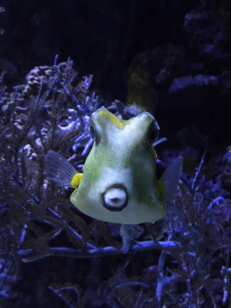 Longhorn boxfish (Lactoria cornuta)