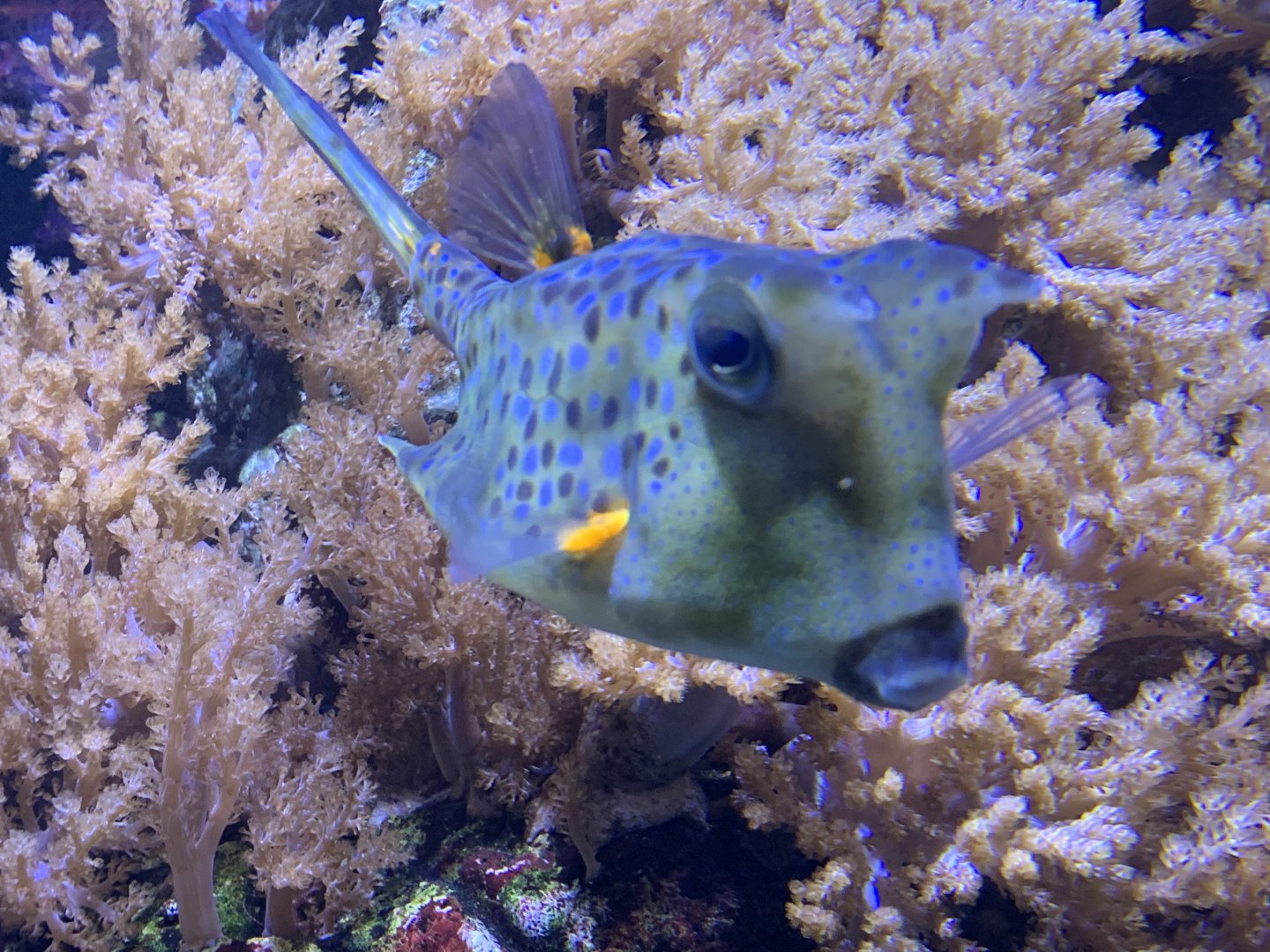 Longhorn boxfish