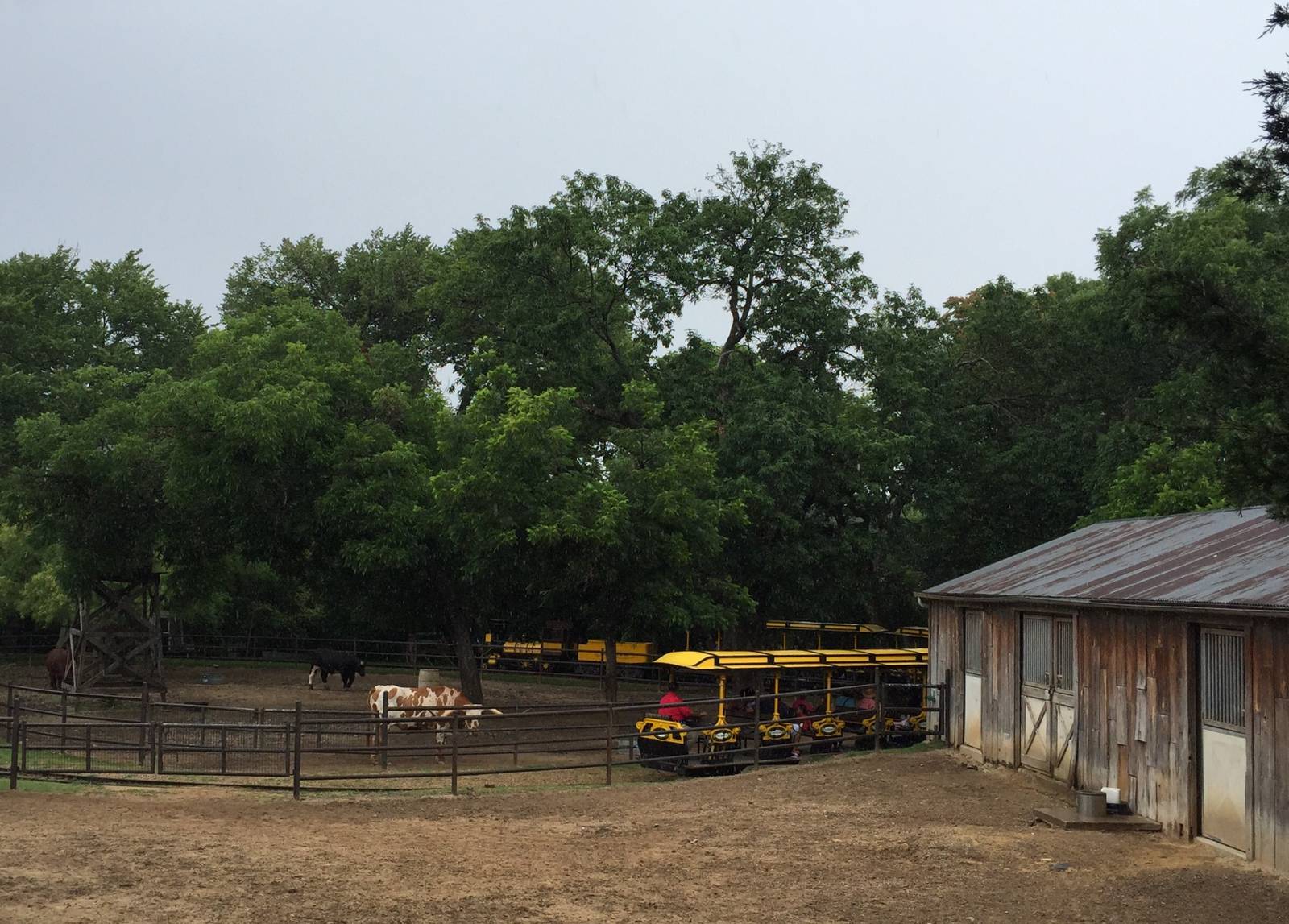 Longhorn Cattle and Childrens Train