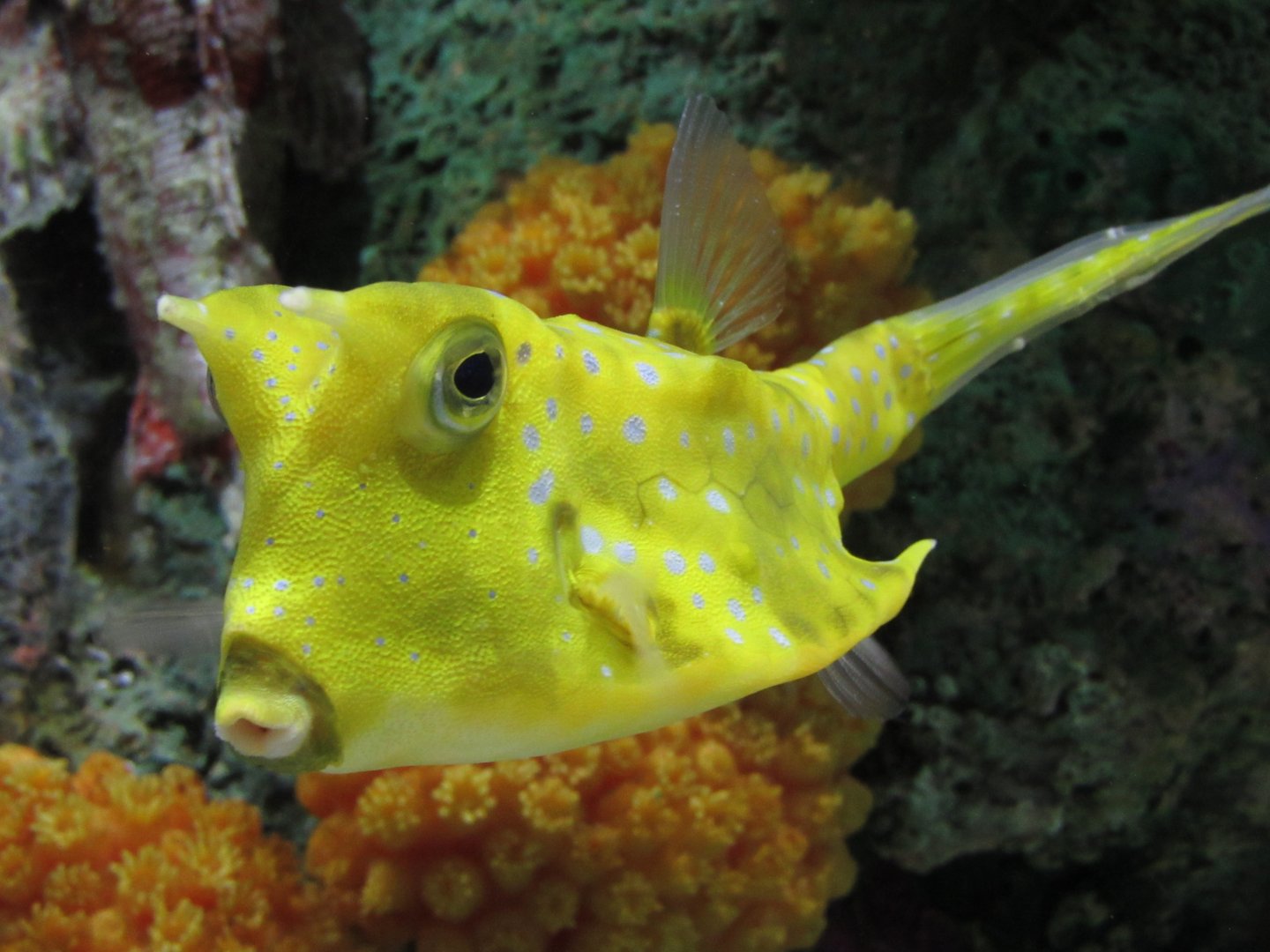 Longhorn Cowfish at Shedd Aquarium