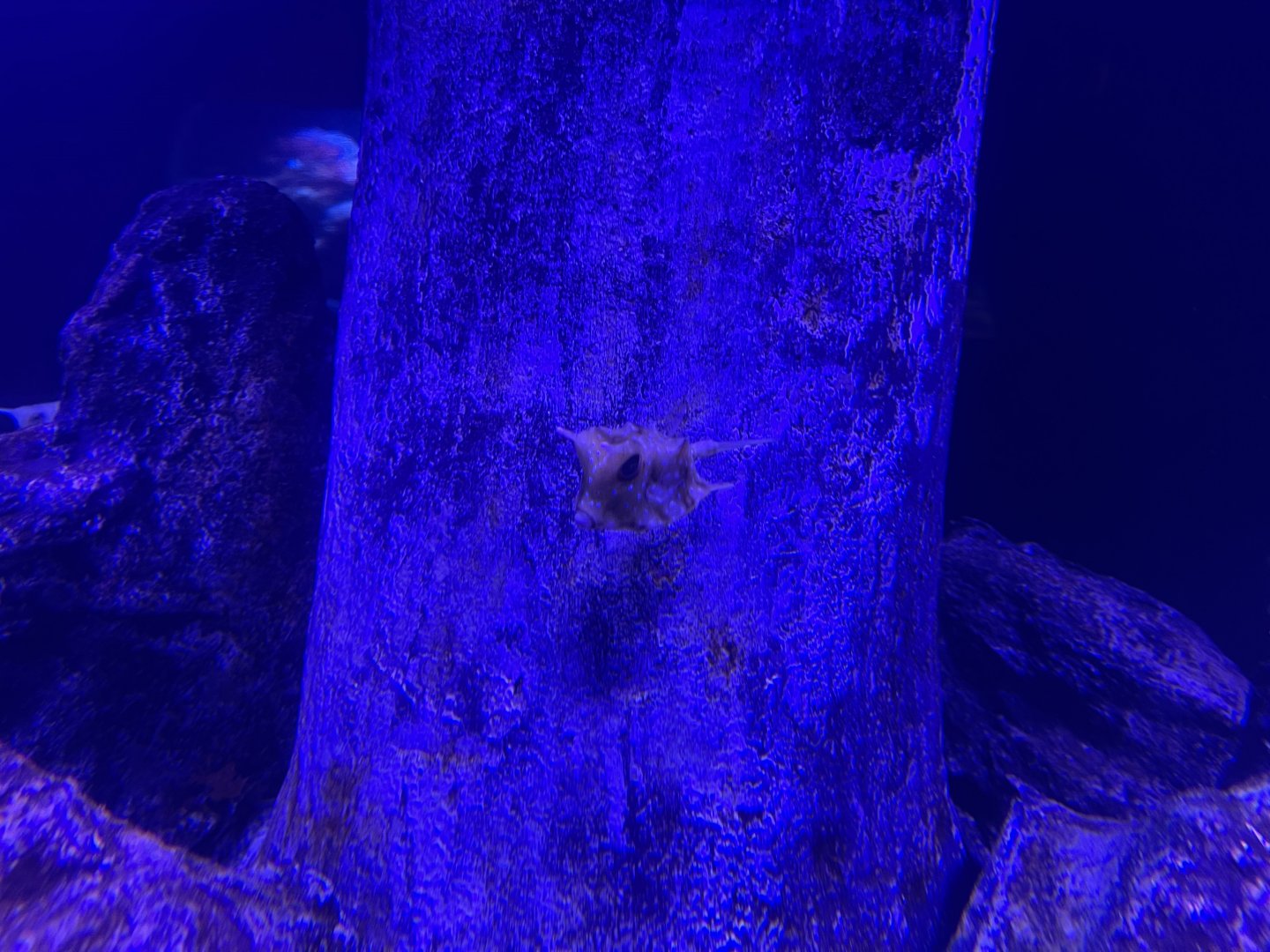 longhorn cowfish (lactoria cornuta) (1)