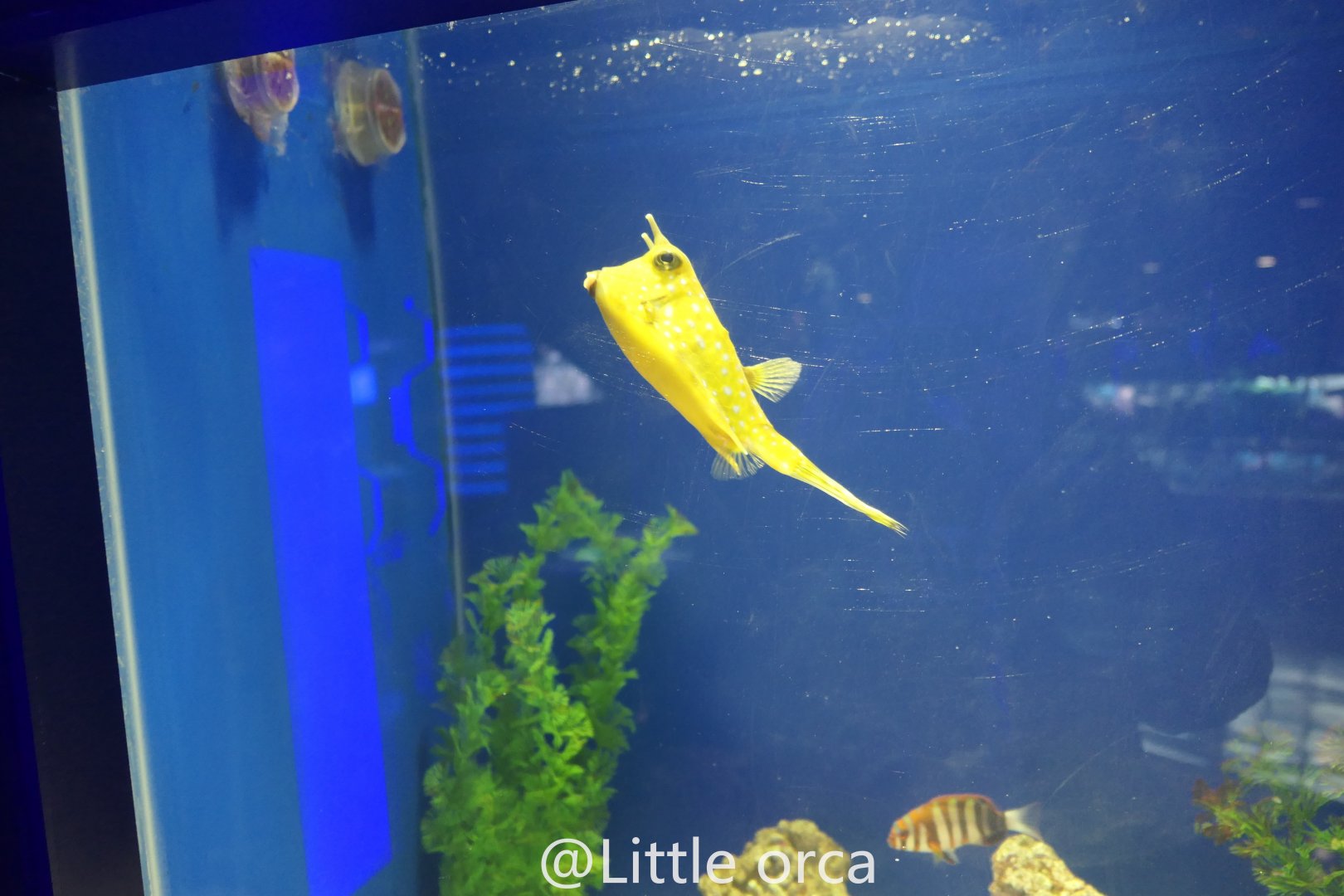 Longhorn Cowfish（Lactoria cornuta）and Harlequin Tuskfish（Choerodon fasciatus）