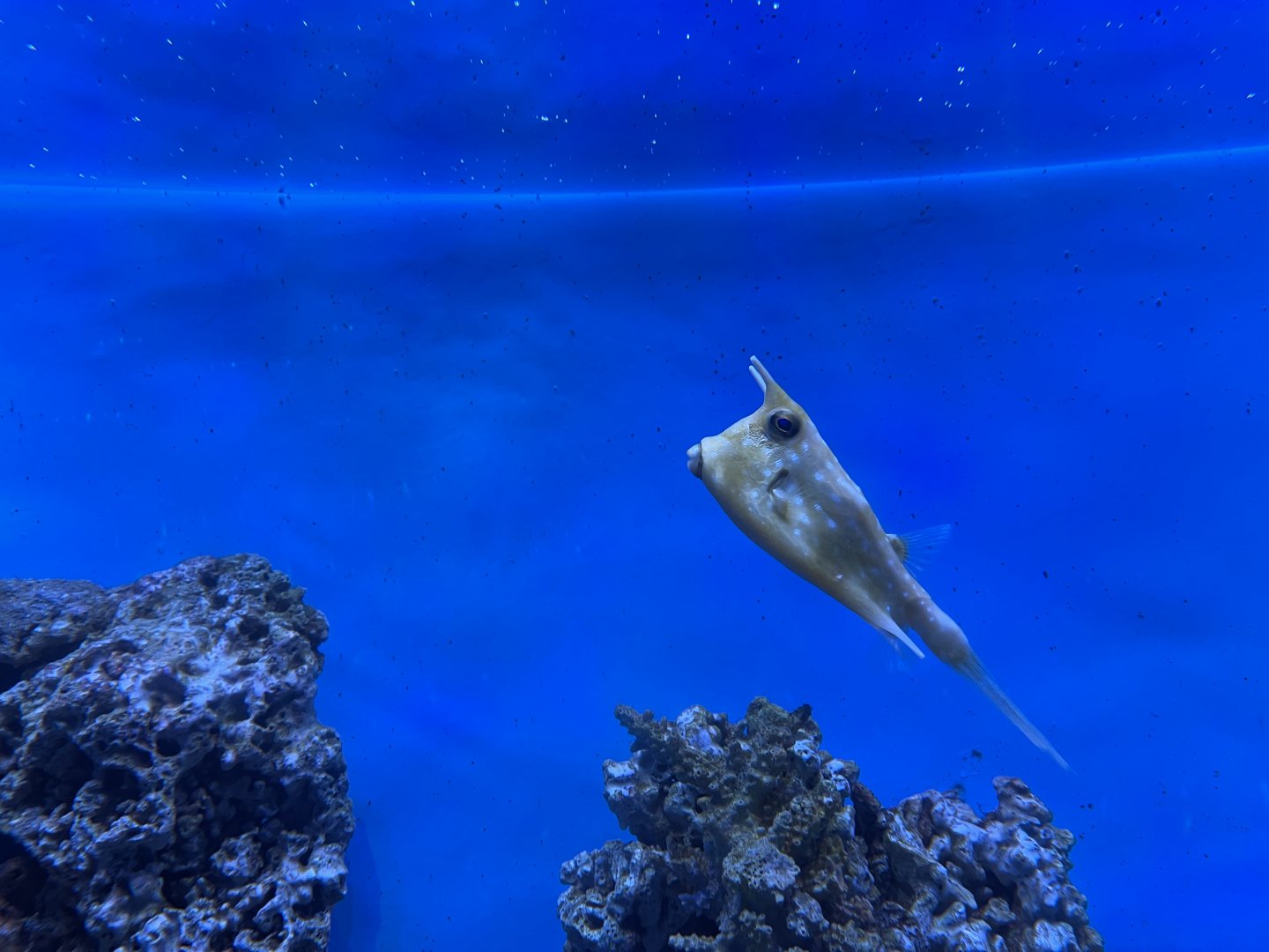 longhorn cowfish (lactoria cornuta) - BX Sea