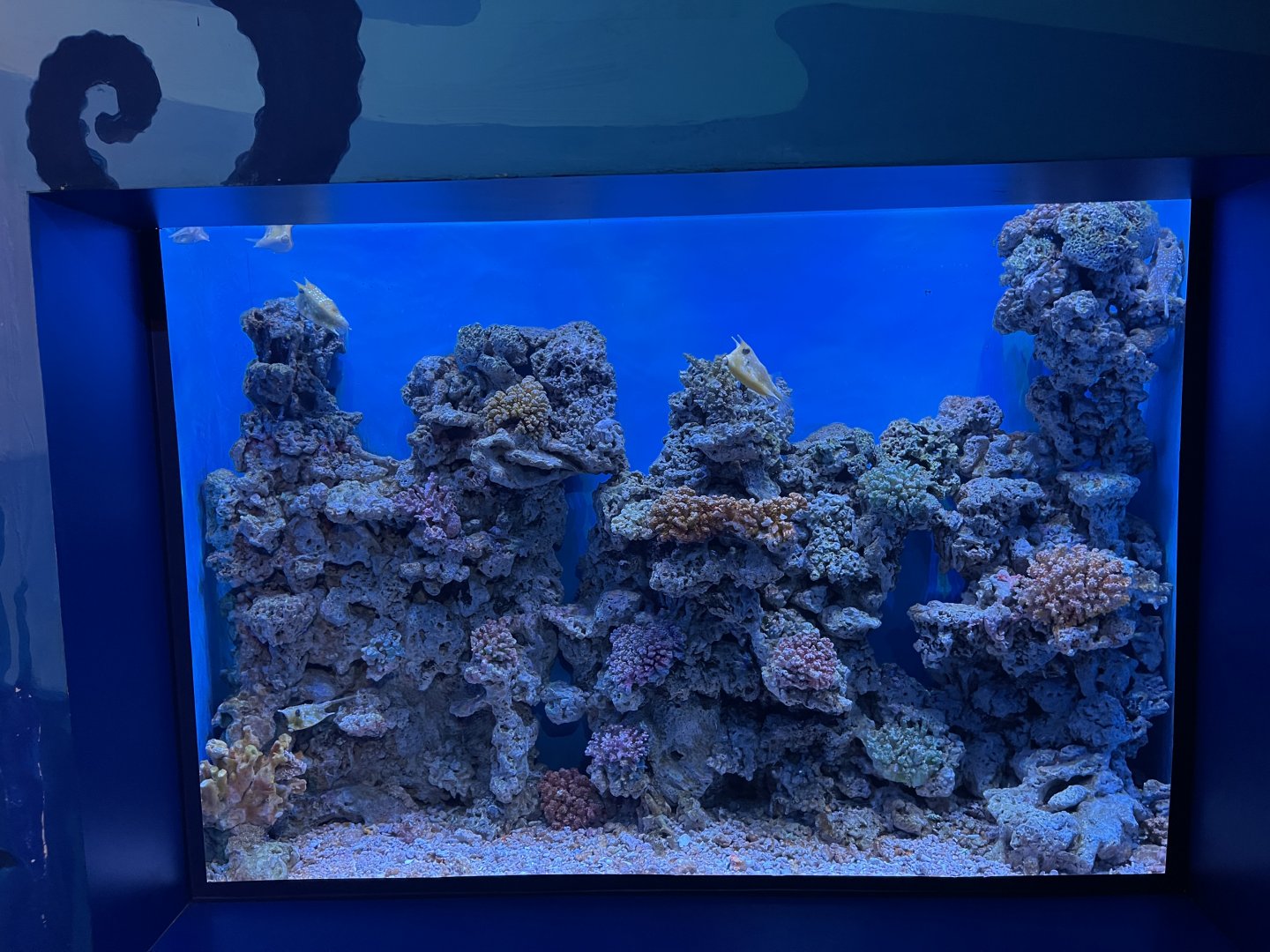 longhorn cowfish (lactoria cornuta) exhibit - BX Sea