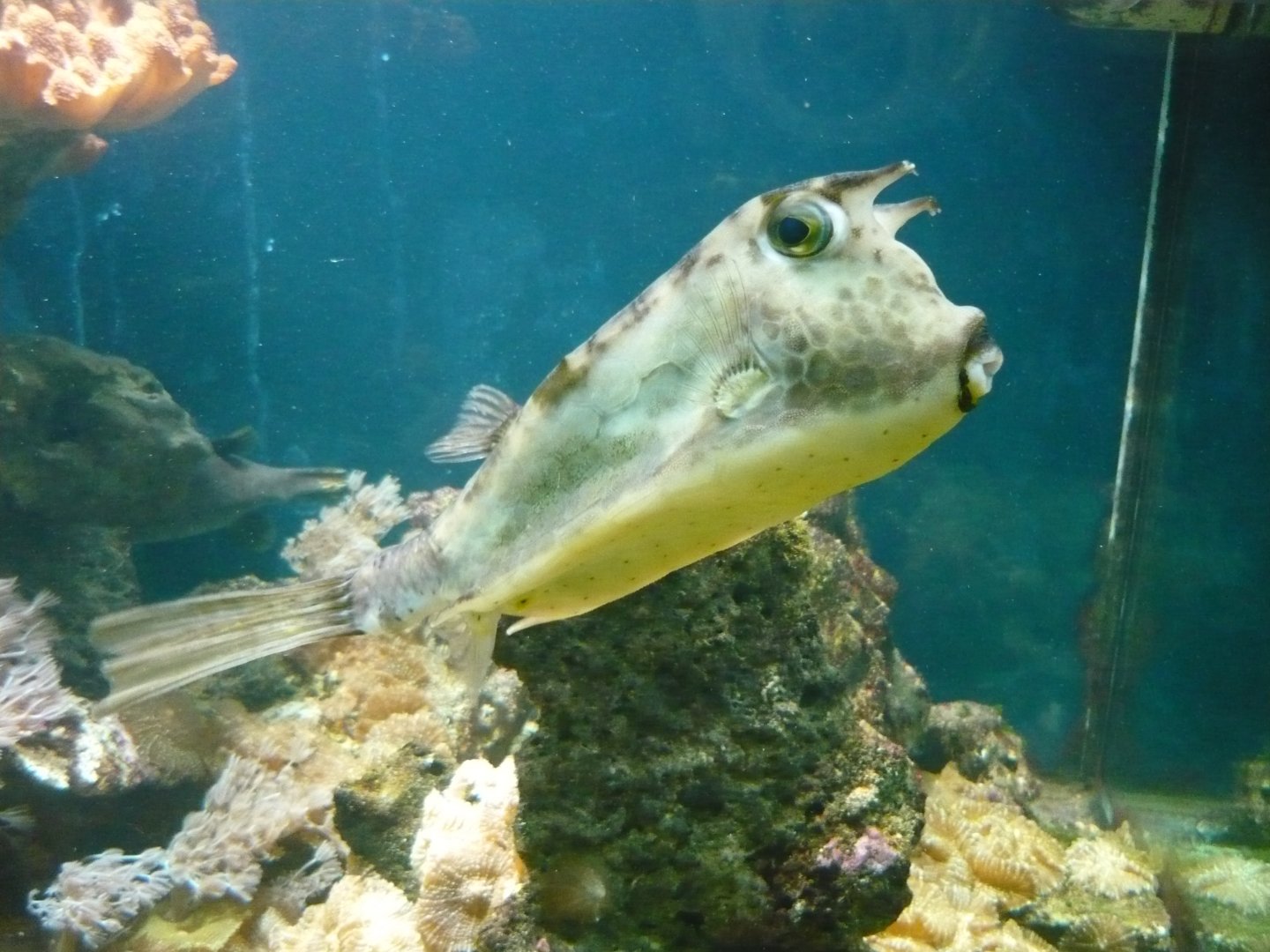 Longhorn cowfish (Lactoria cornuta)