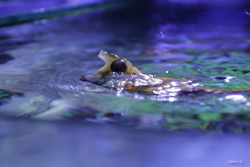Longhorn cowfish (Lactoria cornuta)
