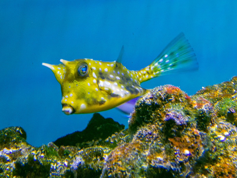 Longhorn cowfish / Lactoria cornuta