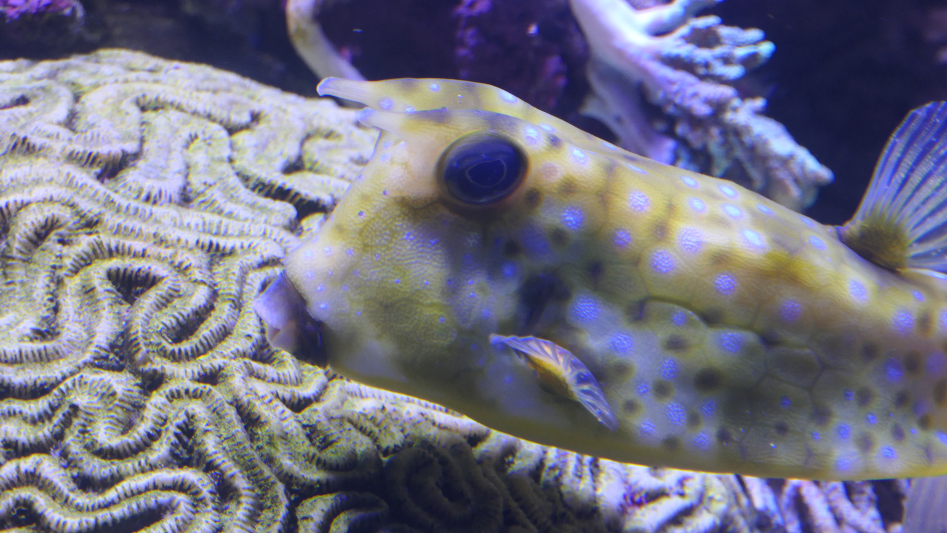 Longhorn Cowfish (Lactoria cornuta)