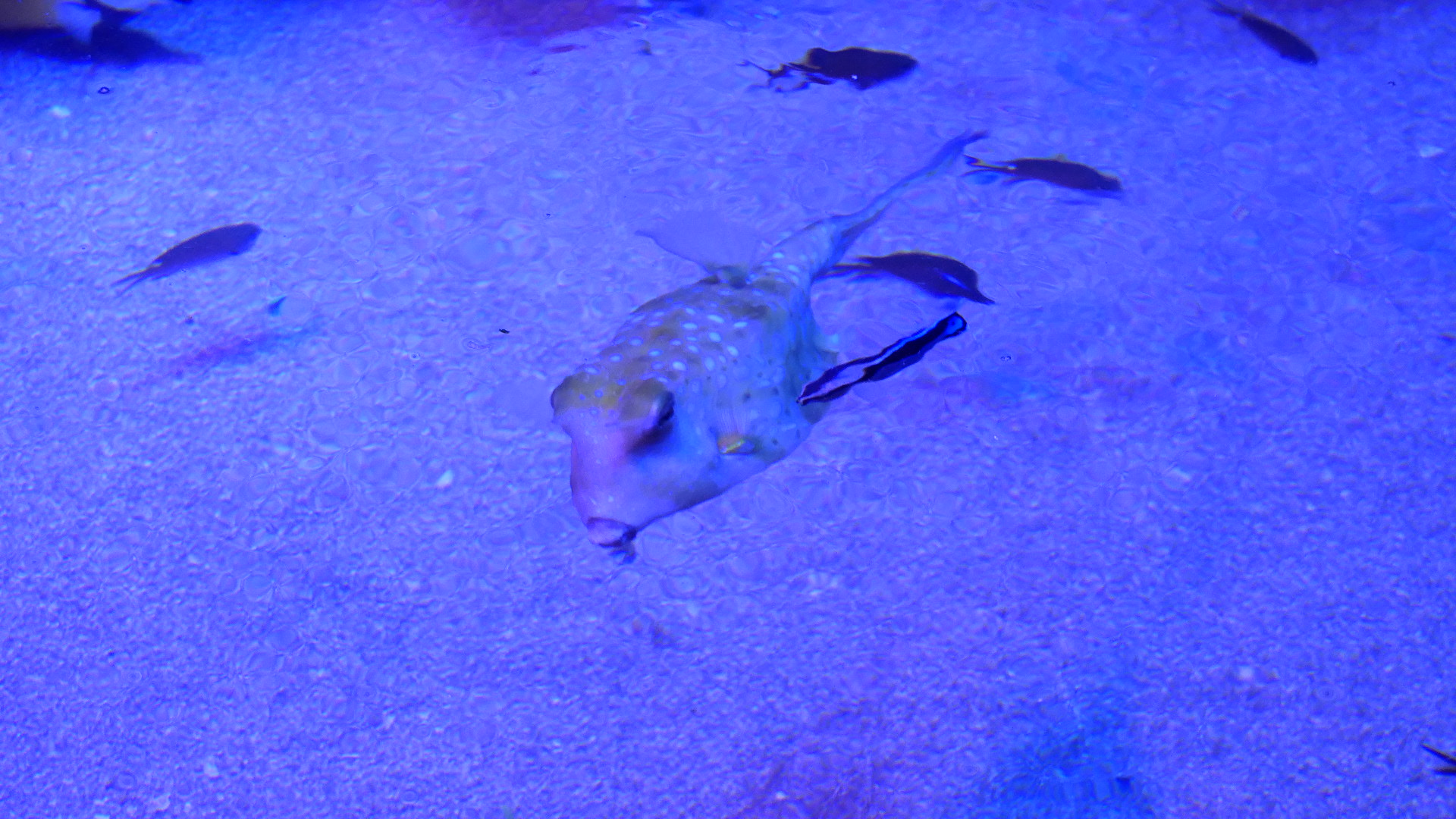 Longhorn Cowfish (Lactoria cornuta)